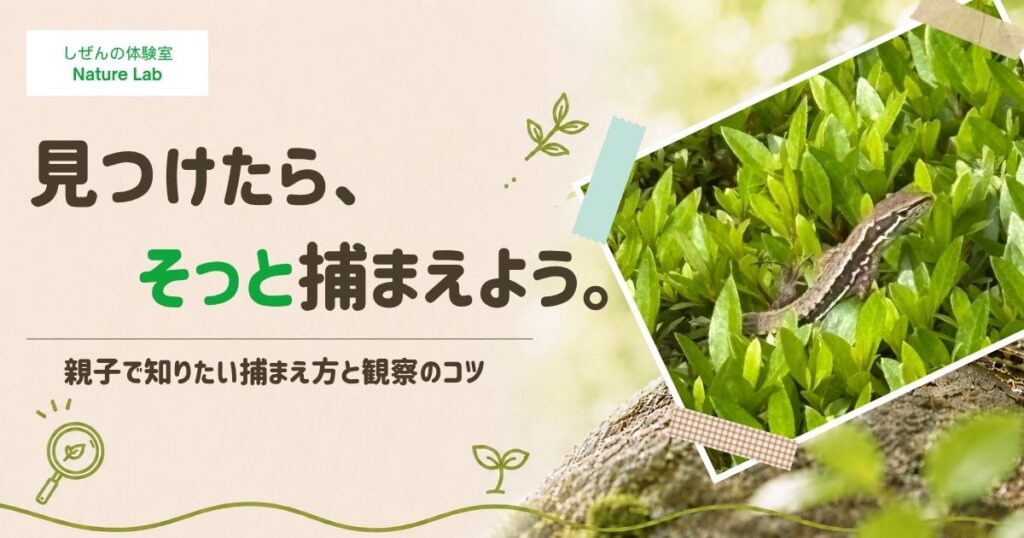 草木から顔を出すカナヘビ